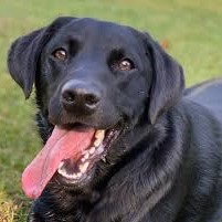 Black Lab